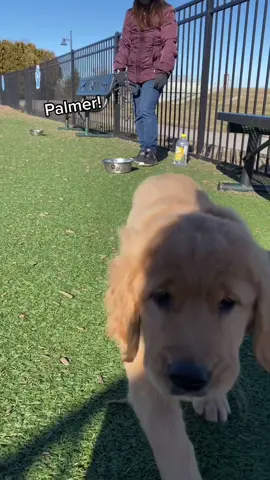 A short story from today’s adventure 😂 Maybe next time #palmer #giantbreed #goldenretrieverpuppy #dogpark #dailyvlog