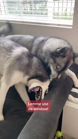 He’s not good at sharing #huskylife #weirdpets #dogsoftiktok