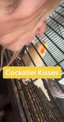 ✨BIRDY KISSES!!!✨ #BoseAllOut #parrotsoftiktok #birdie #cockatiel #parrot #petstory #petlover #PetsOfTikTok #pets #bird #birds #olympics￼countdown