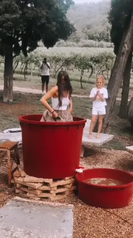 Traditional harvest moments😏🍇#wineinspires #harvest #vineyards #winery #winetasting #winetour #grapes #work #tiktok #trend #foryou