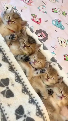 So cute. #cat #cute #funny