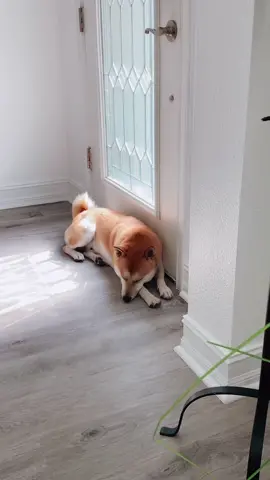 Kooper is sad ,he wants to go home ,but this is his new home now ❤️