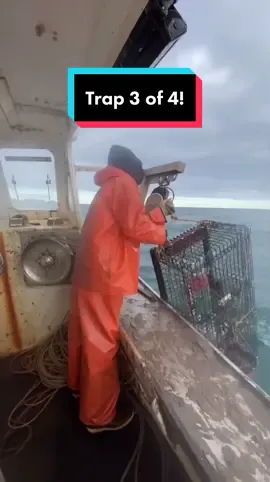 Day 3 of opening a trap each day for 4 days! Let me know if you wanna see more of this! #lobster #eatfresh #eatfresh #freshseafood #mainelobster