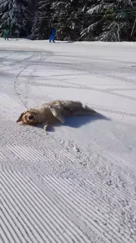 Slip Slidin’ Away (via Lucie E) #golden #dog #pet #slide #snow #hill #downhill #slope