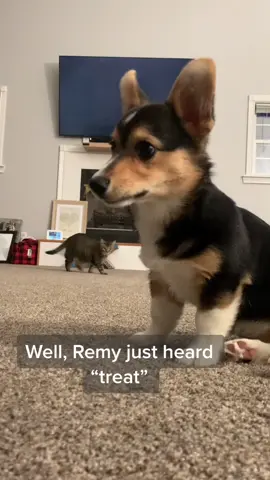 Those Puss in Boots eyes at the end. I. CAN’T🥺 her got treat treats don’t worry #corgisdoingthings #SwitchTheChobaniFlip