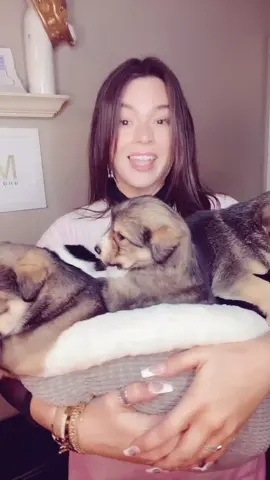 🐶🐶🐶🐶🐶🐶 #puppy #eggowaffles #fyp