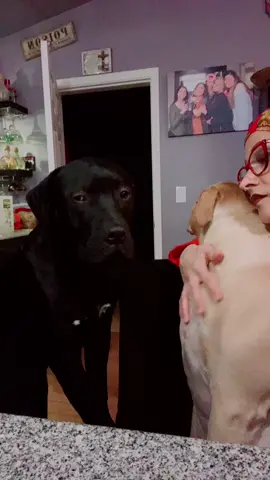 #❤️❤️❤️❤️ #fypシ mis hijos peludos#😜😜😜😜❤️❤️❤️❤️🌺💐