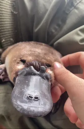 Platypus love 🥰 #australia #cuteanimals #platypus