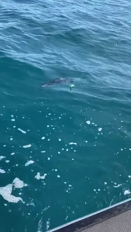 Can you name the fish #fishing #jetreef #fish #ClassicCatch