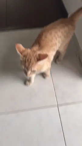 Raúl Antonino and Loki Roberto ❤️ #catsoftiktok #pets #pet #foryou #fyp #kitten #gatosdetiktok #cat #