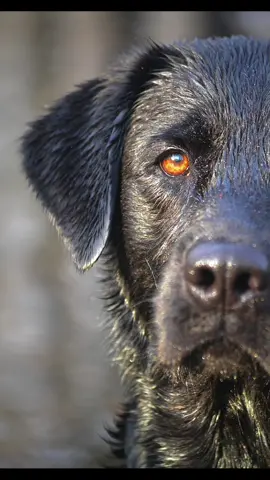 Some legends are told “Diesel” #labrador #lab #black #akc #WC #labradorretriever #savannahbluffretrievers #diesel #fielddoglife