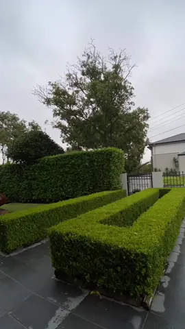 Little touch up for these buxus yesterday #hedge #fyp #garden #satisfying #gardensoftiktok #gardening #hedges #sydney