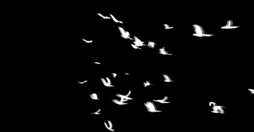 share đàn chim. tiếp theo sẽ là tuyệt sắc anh em nhá ai hóng cmt tui coi thử ik #edit #xuhuong #freefire #fyp