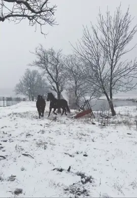 snow day! #fyp #cowhorse #arksnsaslife #2021
