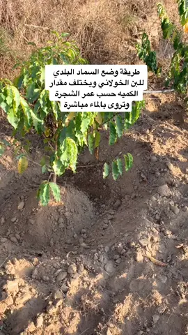 اي  شجرة يتم غرسها لا تعطى سماد بلدي إلا بعد سنة من الغرس🌱 #مهرجان_البن_الخولاني2021  #مزرعه_ابو_عواد #جبل_العزة #مهرجان_البن_الخولاني2021 #