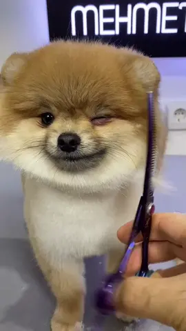 #doggie #pom #tiktokturkey