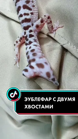 #эублефар #геккон #эу #ящерица #рептилии #мутант #рек #хочуврек #рекомендации
