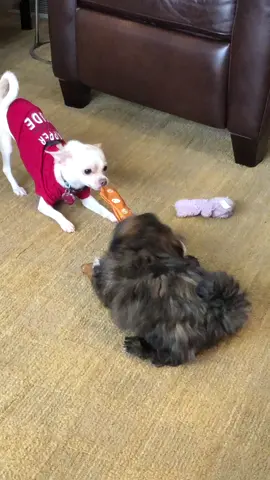 #GEICOLipSync #puppiesoftiktok #chihuahua #RoyalRumble #fyp