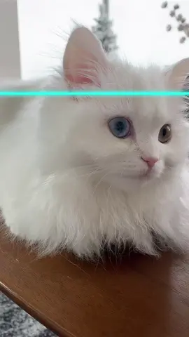 How are you today?😻 Как у Вас дела? 😻🥰 #TimeWarpScan #fyp #persiancat #cat