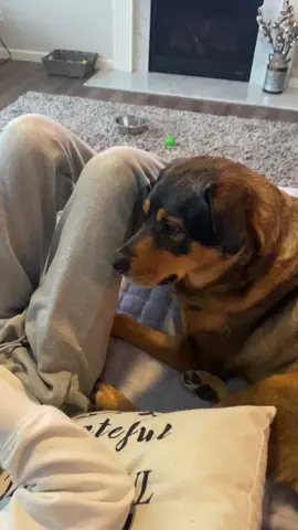 #for #foryour #foryourpage #fyp #dogs #dogsoftiktok #puppy #funny #clingy #daughter #dogmom #MomsofTikTok #rottweiler