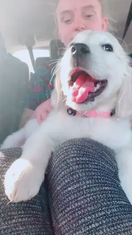 #cutepuppy #puppylove #goldenpuppy #goldenretrieverlife #goldenretriever #whatifiloveyou