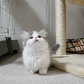 ジャンプと思いきやダイブ   #ミヌエット #猫動画 #子猫 #ネコ