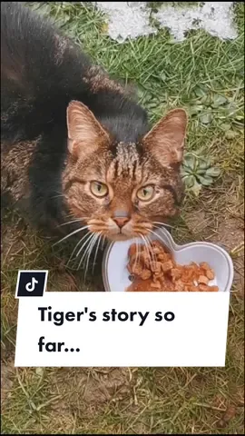 He is still scared of me when I come closer, but I hope that one day he won't feel so afraid of people... #cat #straycat #catsoftiktok #PetsOfTikTok