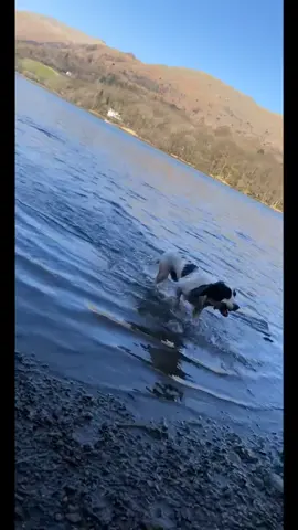 Tyke 🐶 #thelakedistrict #lakedistrictnationalpark #grasmerake #springerspaniel #workingdog