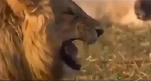 វីដេអូសត្វតោសើចពីរោះណាស់