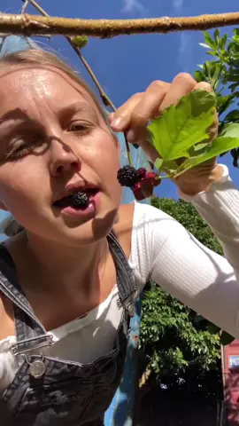 A little mulberry harvest to start the day off right 🖤 #mulberry #mulberries #fruit #fruittok #fruitfarm #miamifruit #nature #farmtok #mulberrytree