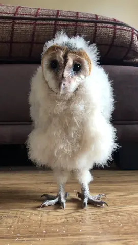Baby barn owls, do this ‘dancing’ motion to focus there eyesight, also extremely adorable😍 #barnowl #owl #babyowl #owloftiktok