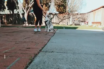 We started “heel” training today ❤️ #deafdog #catahoula #puppylove #deafdogsrock #doublemerle #training #bayarea #california #babydoggy #doglife #Love