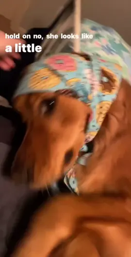 bahahah 😂 #finalbraincell #puppy #funny #goldenretriever #fyp #foryou