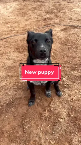 Good morning 💙 #fyp #ThisorThatSBLV #dogsoftiktok #puppytiktok #foryou #stray #rescue #abandoned #highway #az #why #puppy #ofcourse