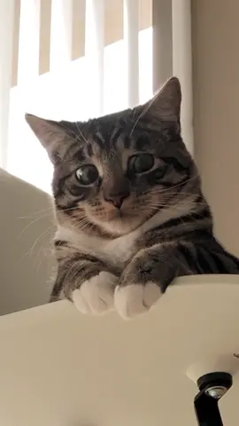 Marley definitely has a staring problem #ThisorThatSBLV #catsoftiktok #catvideos #fyp