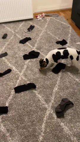 Visar i min senaste vlogg på YouTube hur man kan lära sin hund detta! Elin Eliza J eller länk i profilen!🥺 #nosework
