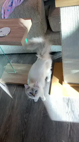 Summer is the best cat at playing fetch. No one can convince me otherwise