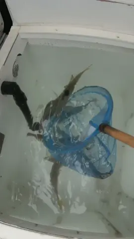 How to keep your fish alive while moving spots ￼