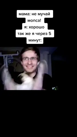 #врекомендации #рекомендации #алексейшевцов #шевцов #айтипедия #мопс #мойша