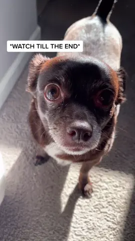 HE FELT SO DISRESPECTED 🐶😤 #weirdpets #fyp #foryou