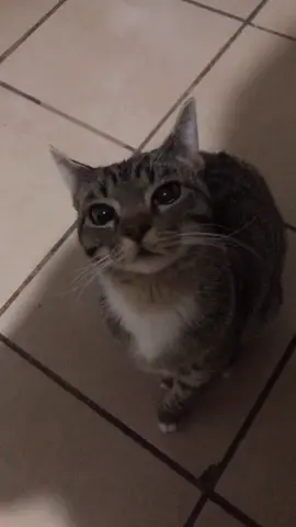 Jajajaja parece que les da hambre #fyp #viral