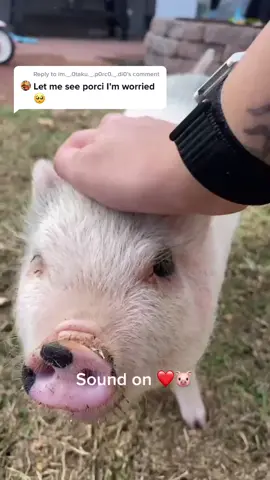 Reply to @im._.0taku._.p0rc0._.di0 Shes ok, just dramatic 🙄❤️ #fyp #pig  #oink