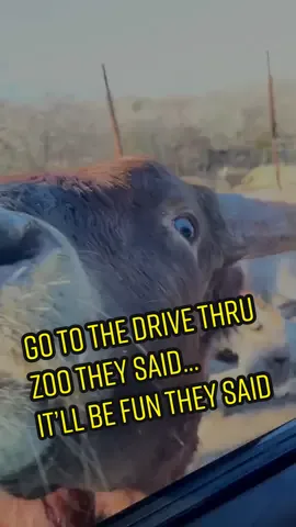 We almost took an animal home with us at the end 😂🙈 #drivethruzoo #newcar
