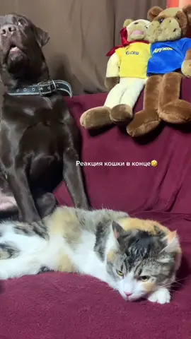 #мойпитомецзвезда #пэт_шоу