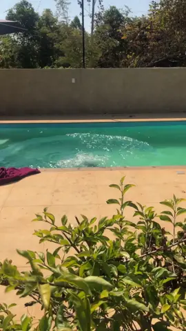 Em um dos bons momentos de 2020, quando decidi fingir que era a Courteney Fox 😂 #flipitandreverseit #piscina #divertido