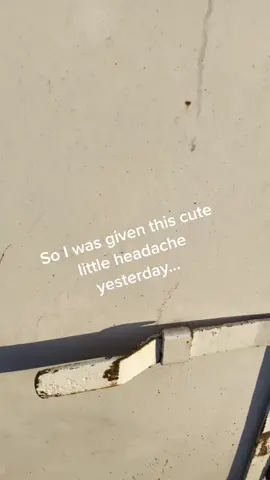 My new little project! Like an follow to watch his progress. #FYP #fyp #horse #mini #babyhorse #ranchlife #stud #headache #project #baby #respect #boy