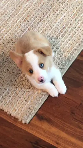 creature