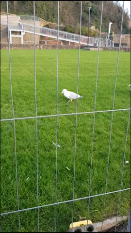 dancing seagull #dancing  #animaldancing #funnydance