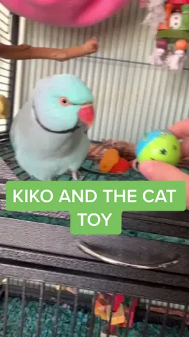 he likes to play chase the ball now😋 #PepsiHalftimeChallenge #PupPeroniShuffle #GetReadyWithOldSpice #kiko #pets #bird #parrot #petlover