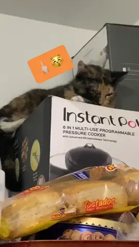 Help‼️ #fyp #foryoupage #helpme #germanshepherd #gsd #bestdogontiktok #dogofticktok #animals #cat #cathunt